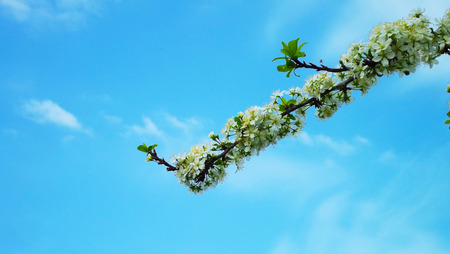 Flowering trees in the spring garden.
