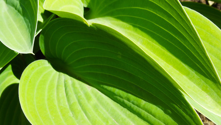 Beautiful host in the summer garden.の写真素材