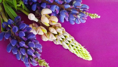 Beautiful lupines on a pink background.Greeting card.の写真素材
