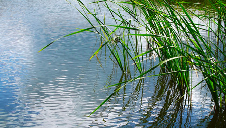 Summer lake on a sunny day. The reeds in the water.の写真素材