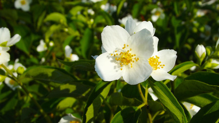 Beautiful Jasmine flowers.Flowering tree in spring.の写真素材
