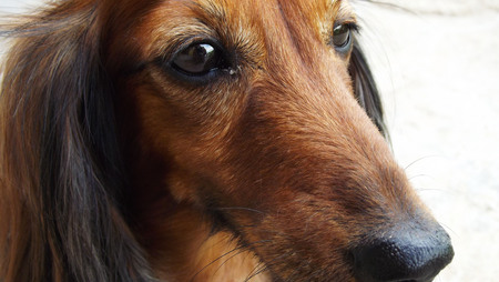 Beautiful dog with brown hair.