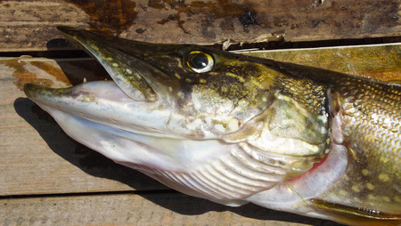 Fish caught on the fishing.Rest on river.