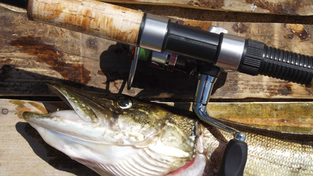 Fish caught on the fishing.Rest on river.