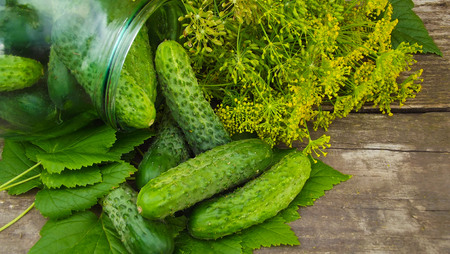 We preserve cucumbers with dill.Preparations for the winter.の写真素材
