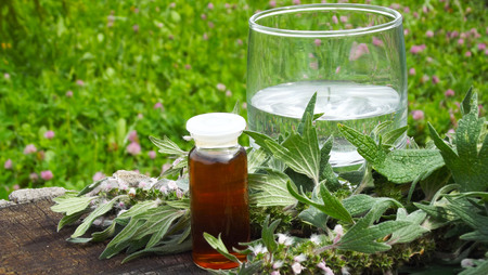 Medicinal Leonurus.Sedative.Grass and tincture on the wooden background.の写真素材