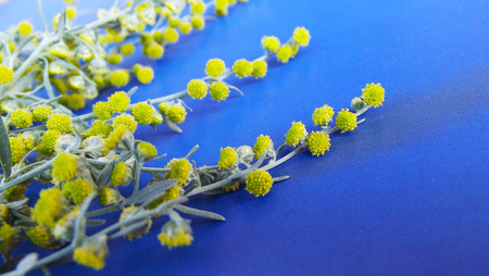 Beautiful blooming wormwood on blue background.