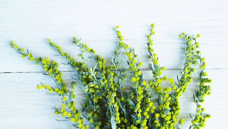 Beautiful blooming wormwood on wooden background.