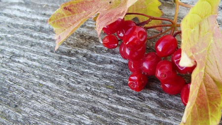Ripe berry viburnum on a wooden background.の写真素材