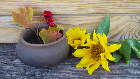 Sunflower flowers and a sprig of viburnum in a pot on a wooden background.の写真素材