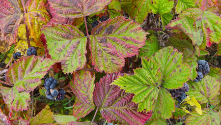 Wild BlackBerry in a forest glade in autumn.