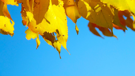 Tree with yellow leaves on blue sky background.