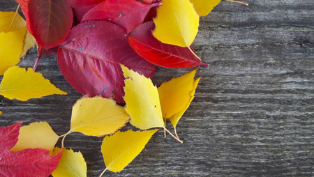 Beautiful autumn leaves on wooden background.の写真素材