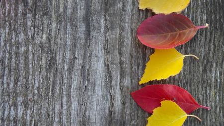 Beautiful autumn leaves on wooden background.の写真素材