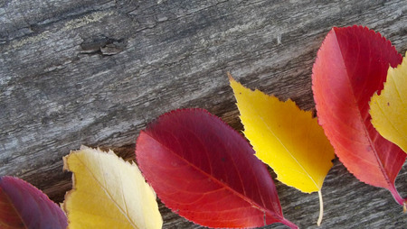 Beautiful autumn leaves on wooden background.