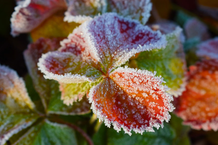 Frost on strawberry leaves.Late autumn.の写真素材