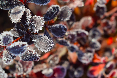 Beautiful sprigs of barberry in the garden.の写真素材