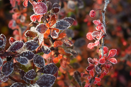 Beautiful sprigs of barberry in the garden.