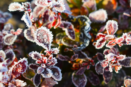 Beautiful sprigs of barberry in the garden.の写真素材