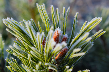 Frost on coniferous plants.Late autumn.