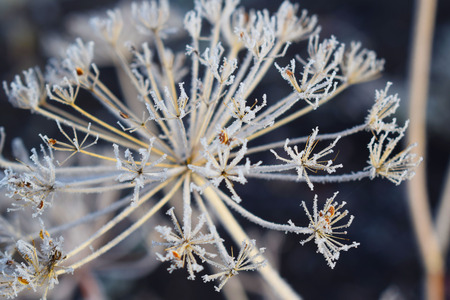 Frost on dry umbrellas of dill in the garden.の写真素材