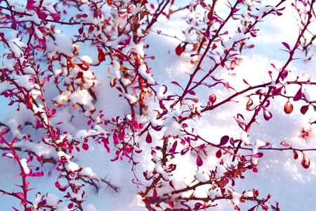 Colorful barberry in winterの写真素材