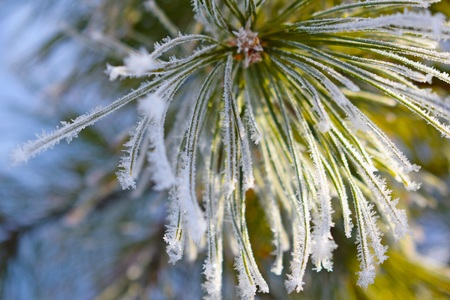 Frost on a pine branch.Winter garden.の写真素材