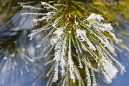 Frost on a pine branch.Winter garden.の写真素材