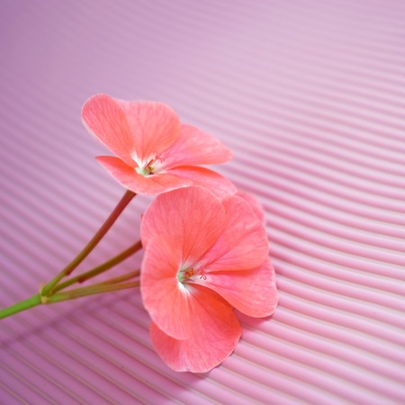 Beautiful pink geranium flower on pink background.の写真素材