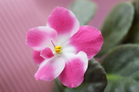 Pink violet on pink background.Flowering plant.の写真素材