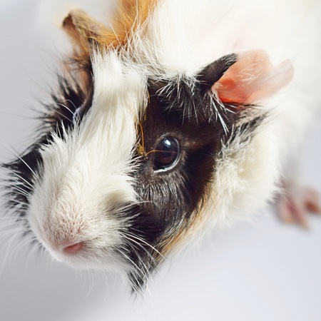 Three color Guinea pig sits on a white background.の写真素材