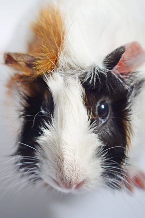Three color Guinea pig sits on a white background.の写真素材
