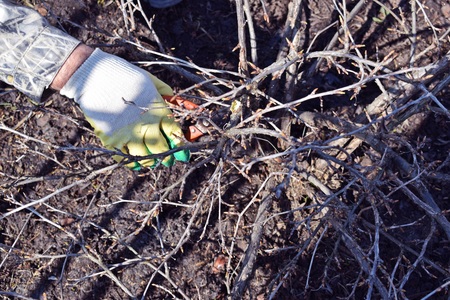 Spring pruning of trees and shrubs. The care of the garden.