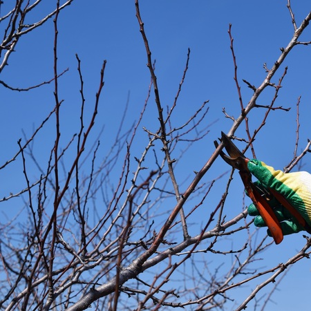 Spring pruning of trees and shrubs. The care of the garden.
