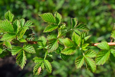 Young raspberry leaves in spring. Bushes in the garden.