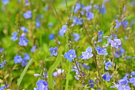 Beautiful blue forget-me-nots bloomed in the meadow.Springtime.