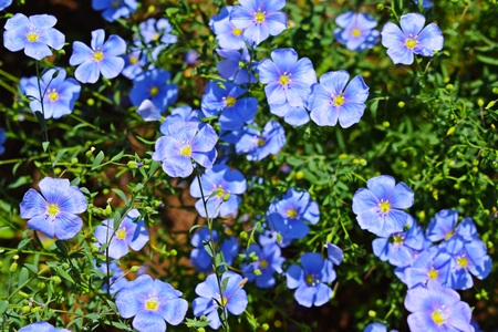 Beautiful blue flowers in the garden.の写真素材