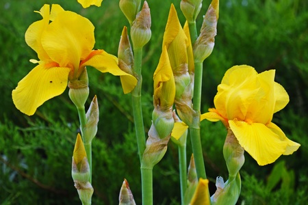 Beautiful yellow irises on the flower bed in the garden.