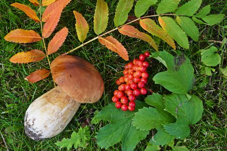 Boletus edulis, edible mushroom in forest. Porcini mushroom healthy and delicates foodの写真素材