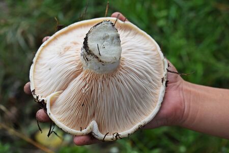 Lactarius vellereus-Fleecy milk mushroom close-up. Edible mushroom, the peppery-milk cap: also known scientifically as Lactifluus piperatus (Lactarius piperatus).の写真素材