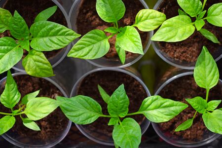 Green shoots of sweet, young pepper with juicy leaves. Seedlings of bell pepper grown for planting in the ground.の写真素材