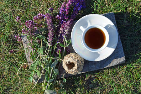 Medicinal herbs sage and oregano.Healthy tea in nature.