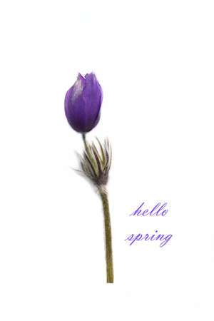 Blue spring flowers on a white background.