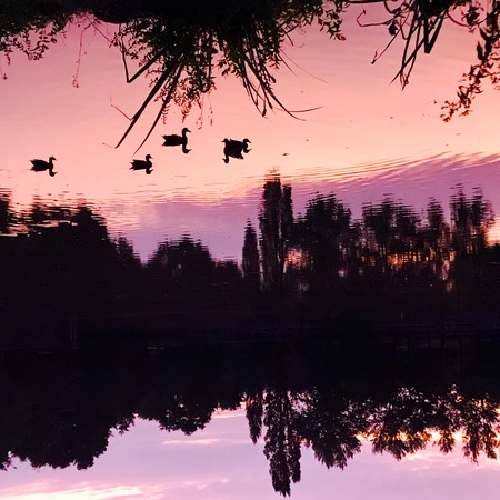 Duck on the waterの写真素材