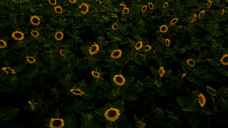 Sunflower field in the evening. Sunflowers blooming.