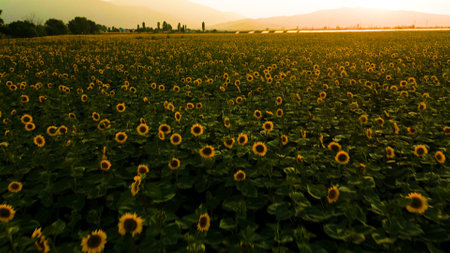 Sunflower field at sunset in Lopburi province, Thailand.の写真素材