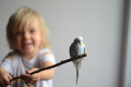 Little girl playing with her pet light blue pet budgerigar sitting on a small branch Background of white wallの写真素材