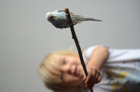 Little girl playing with her pet light blue pet budgerigar sitting on a small branch Background of white wallの写真素材