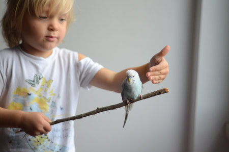 Little girl playing with her pet light blue pet budgerigar sitting on a small branch Background of white wallの写真素材