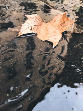 Autumn. Brown leaf of sycamore in a puddle on wet asphalt. Dry fallen leaf in a puddle of rainwater with reflection of houses and skyの写真素材